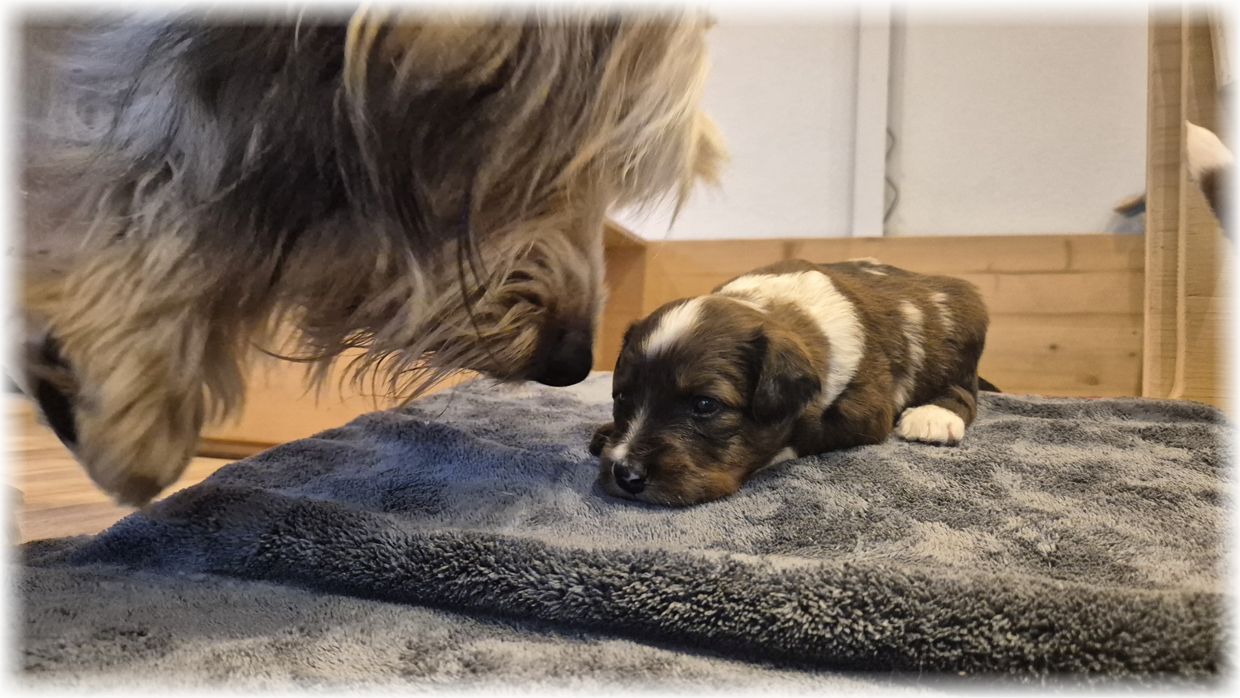 D-Wurf-von-der-Straubenhalde-2025