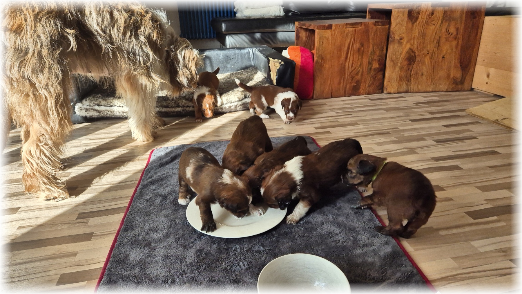 D-Wurf-von-der-Straubenhalde-2025