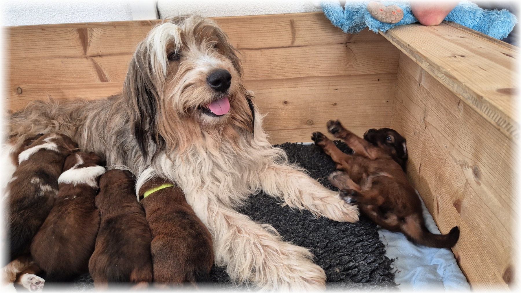 D-Wurf-von-der-Straubenhalde-2025