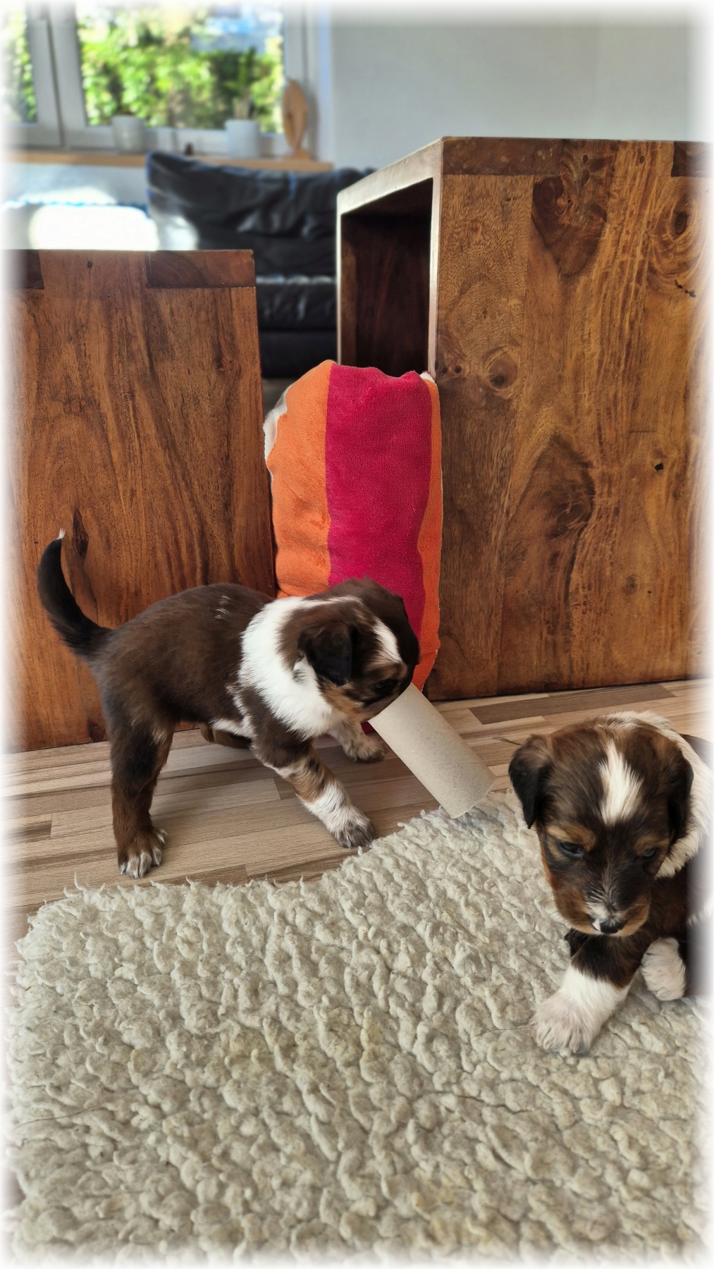 D-Wurf-von-der-Straubenhalde-2025