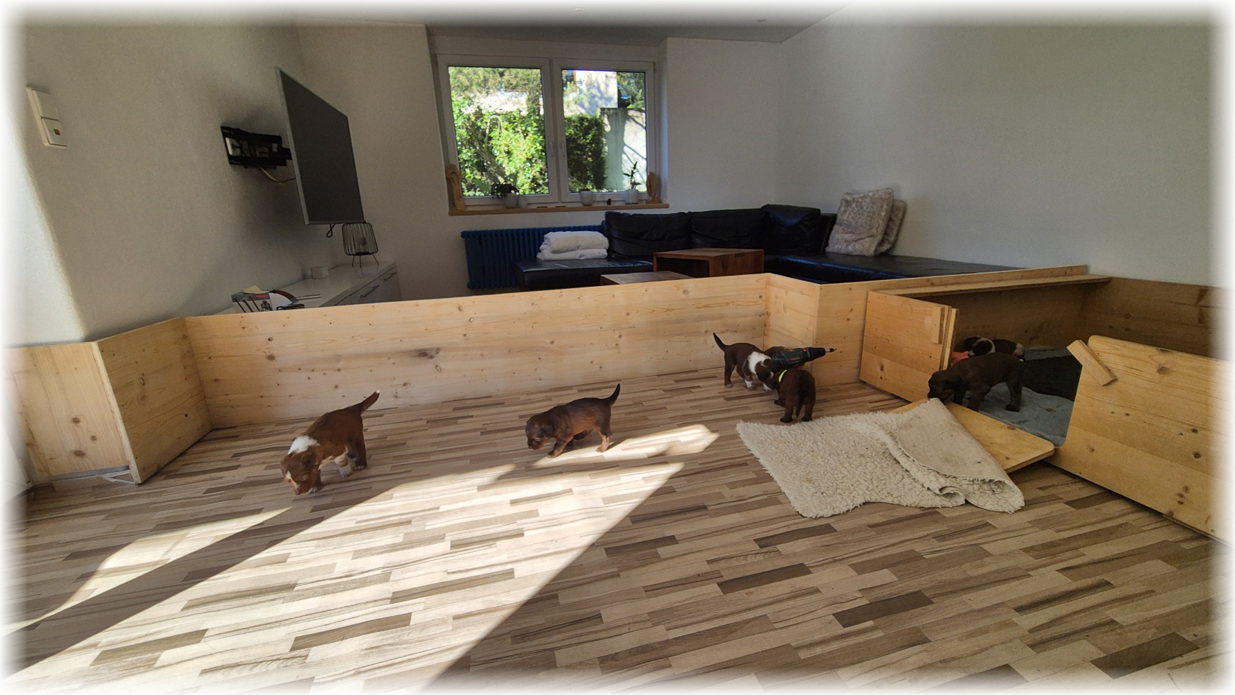 D-Wurf-von-der-Straubenhalde-2025