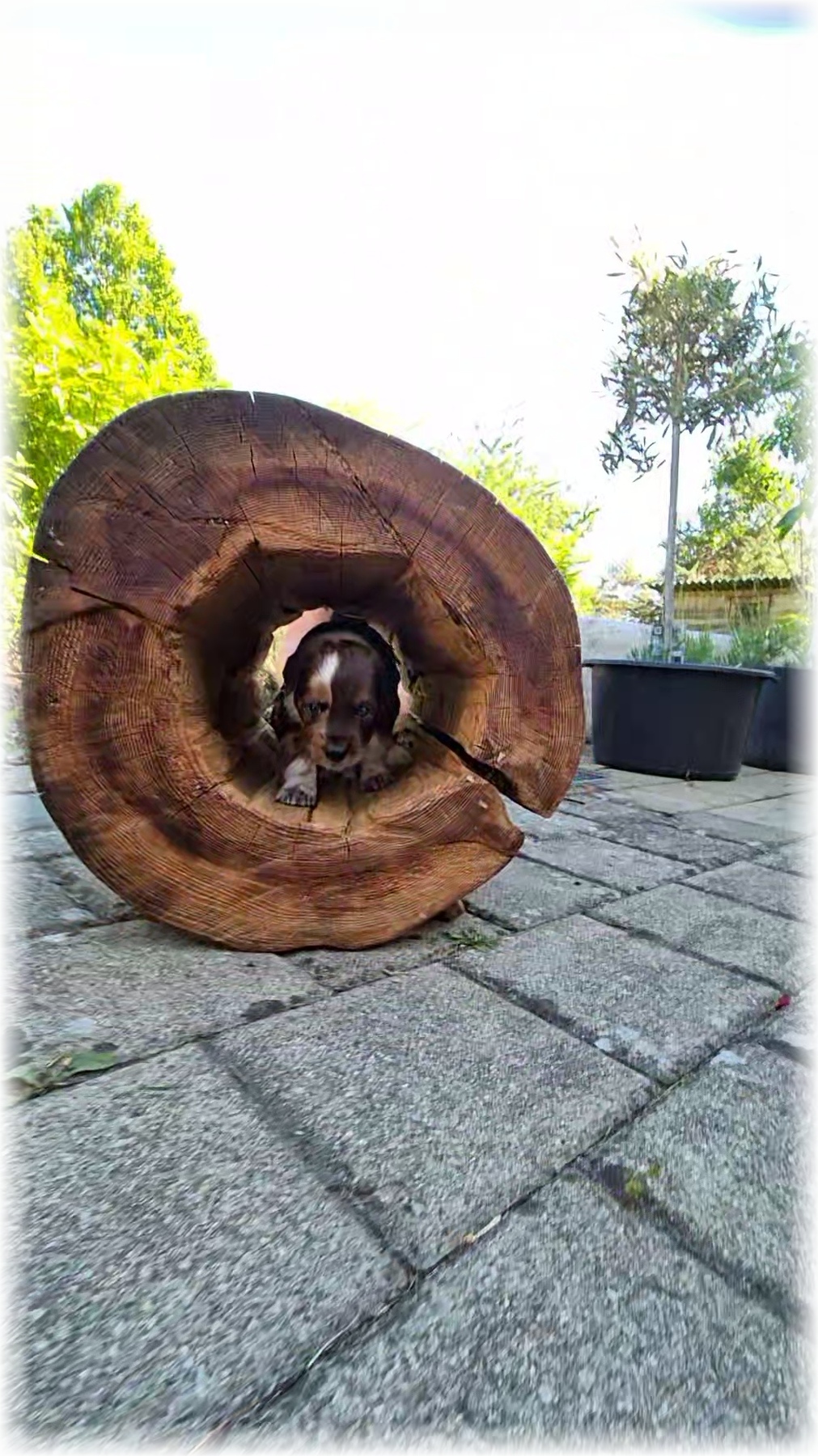 D-Wurf-von-der-Straubenhalde-2025