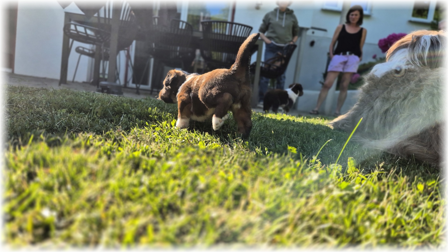 D-Wurf-von-der-Straubenhalde-2025