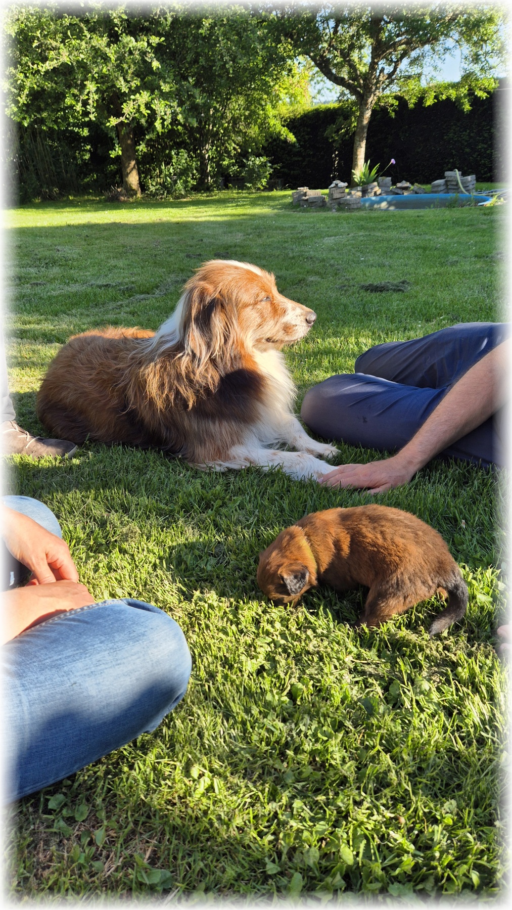 D-Wurf-von-der-Straubenhalde-2025