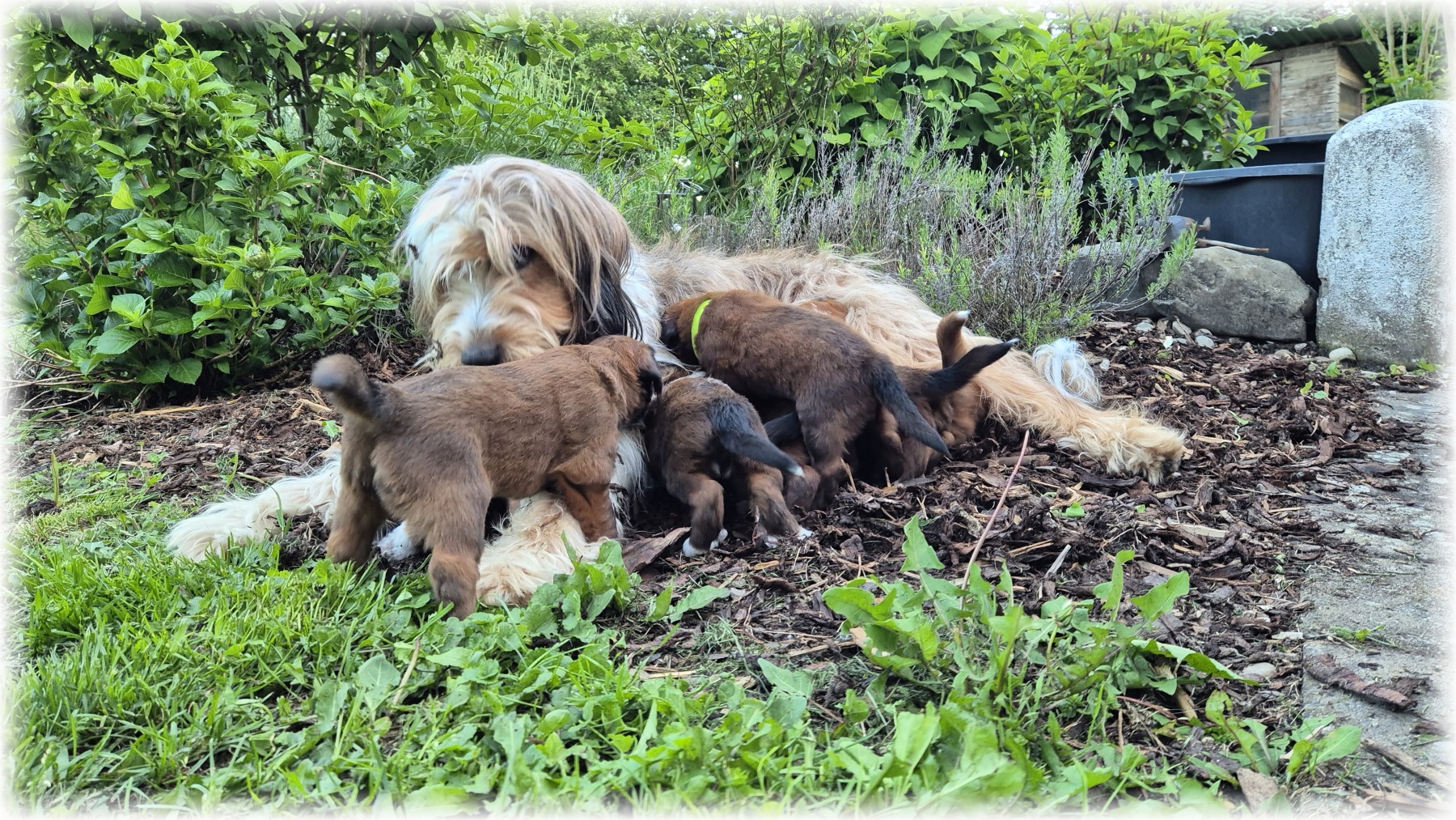 D-Wurf-von-der-Straubenhalde-2025