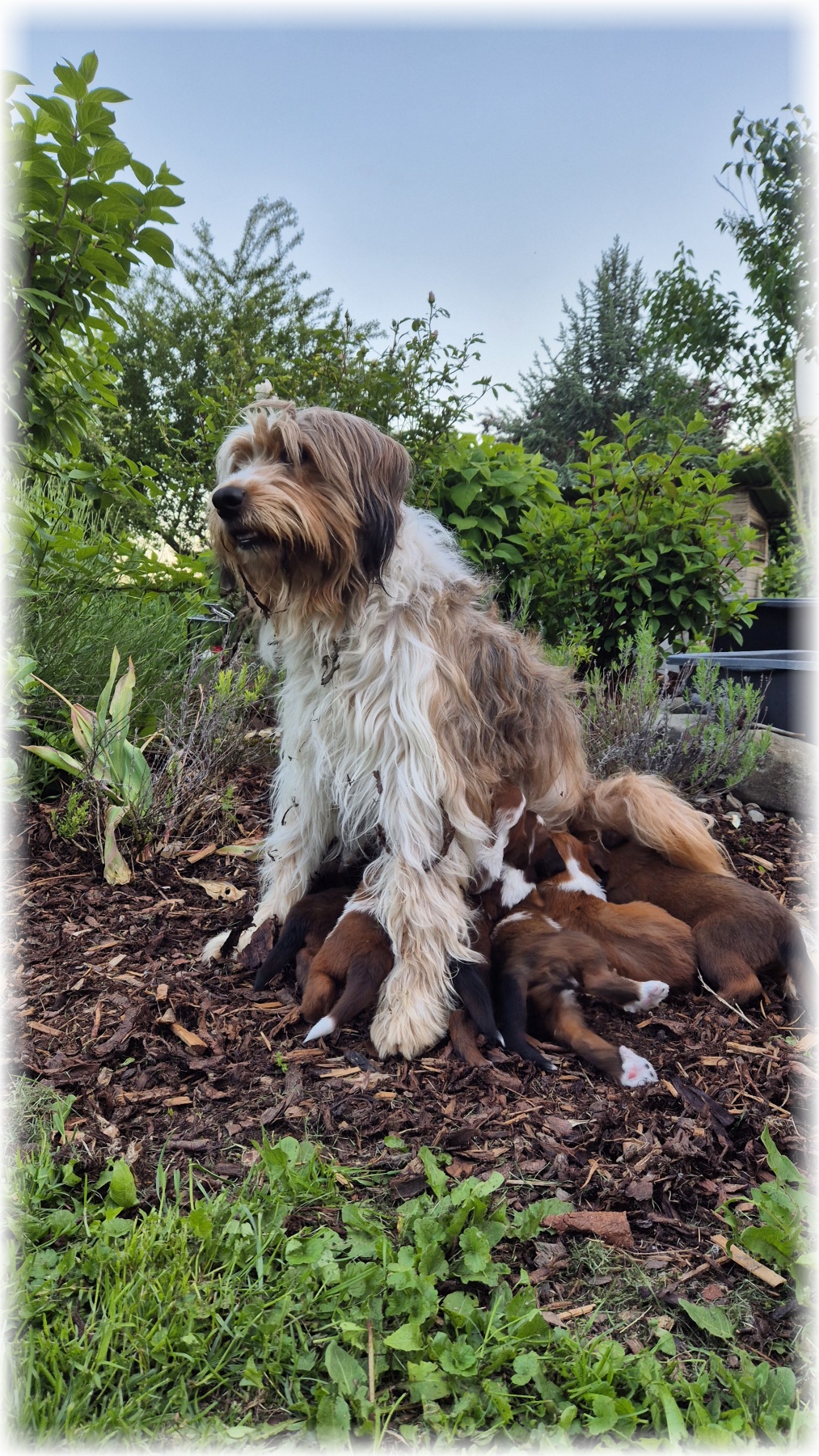 D-Wurf-von-der-Straubenhalde-2025