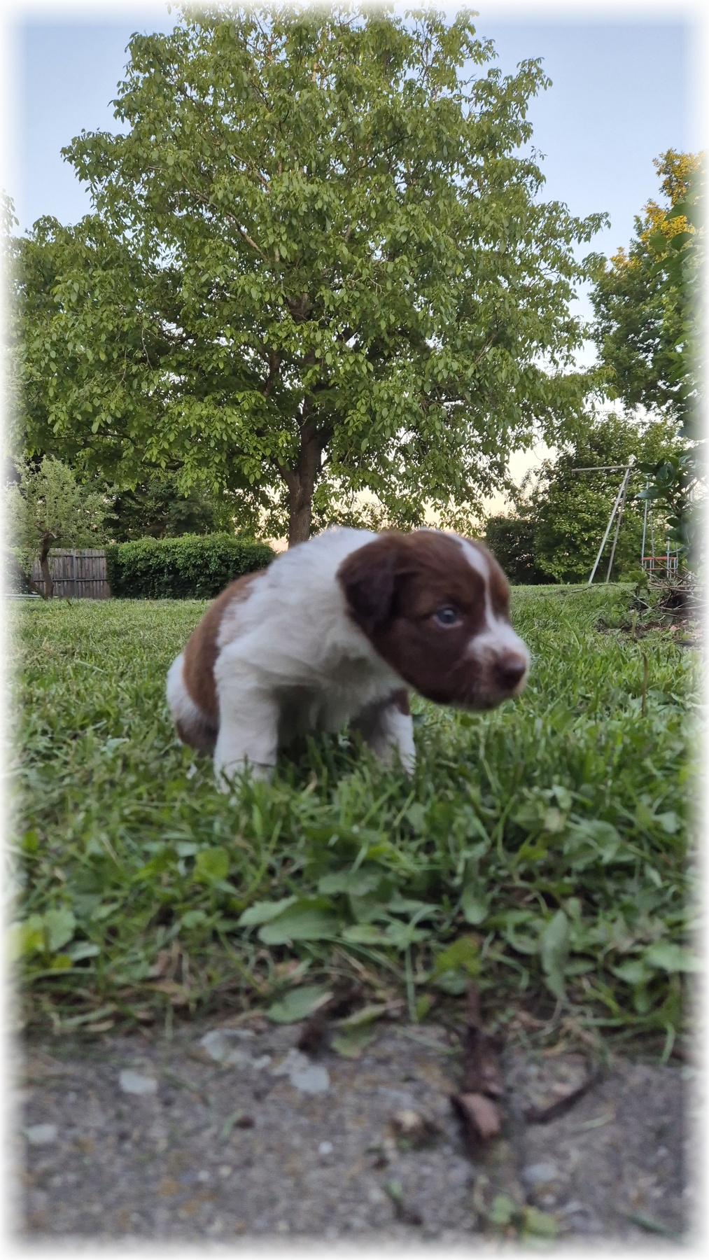 D-Wurf-von-der-Straubenhalde-2025