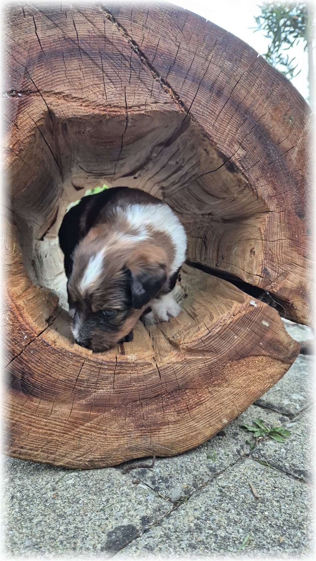 D-Wurf-von-der-Straubenhalde-2025