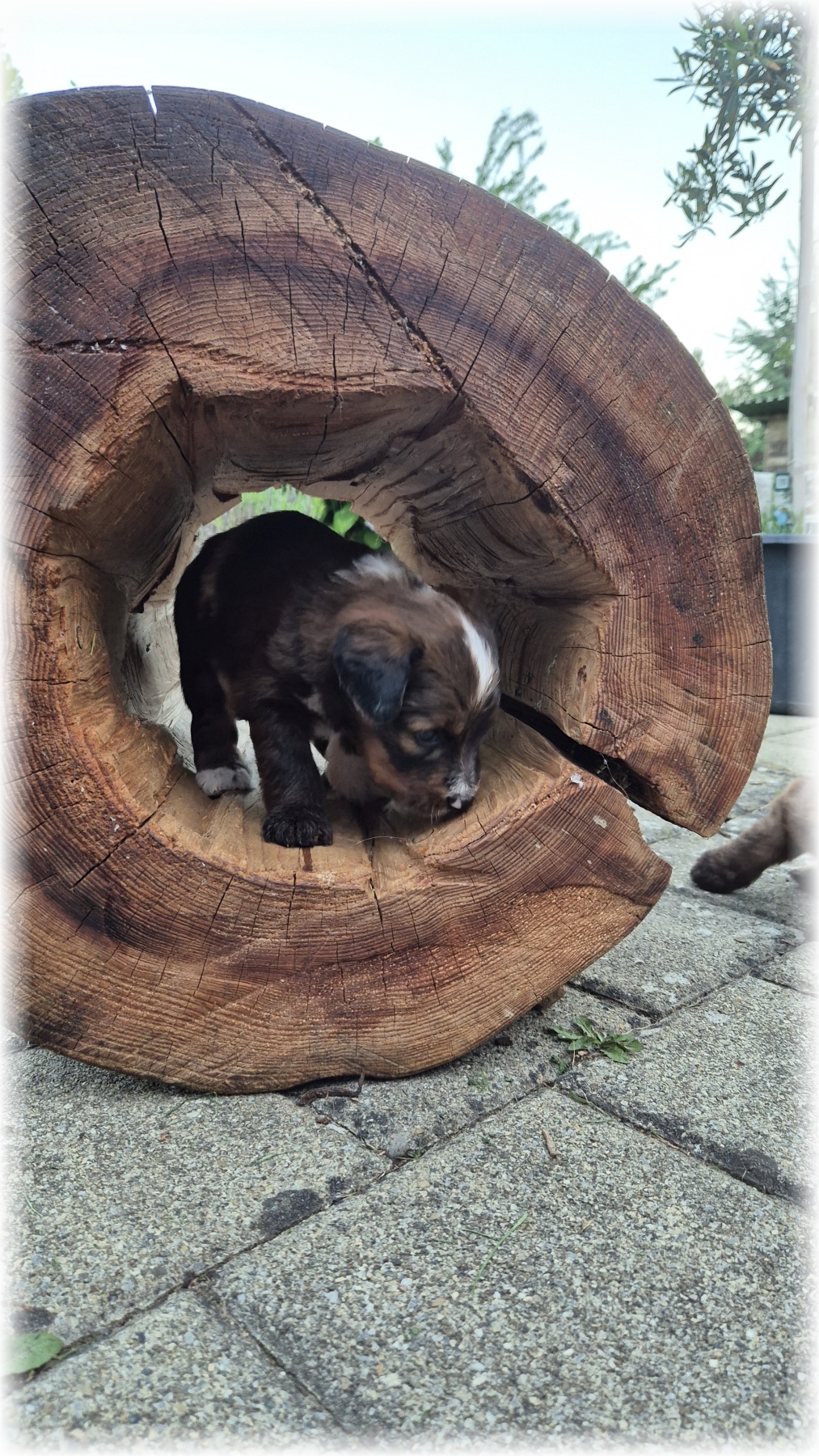 D-Wurf-von-der-Straubenhalde-2025