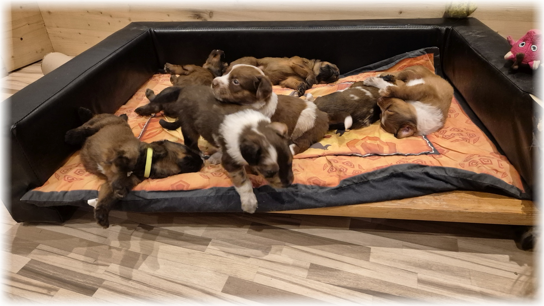 D-Wurf-von-der-Straubenhalde-2025