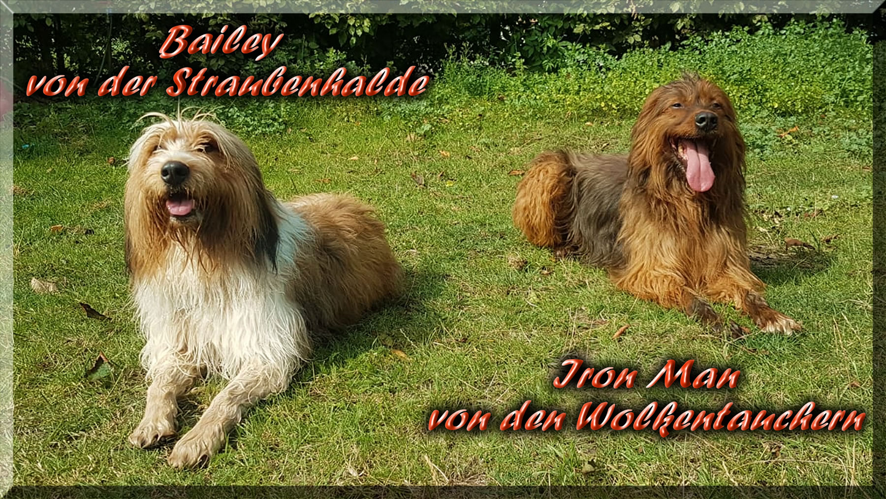 D-Wurf-von-der-Straubenhalde-2025