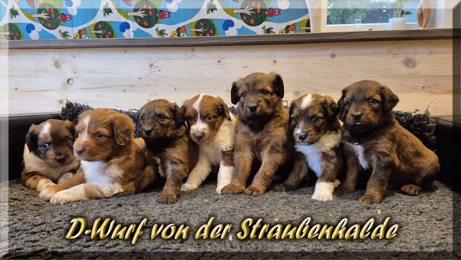 D-Wurf-von-der-Straubenhalde-2025