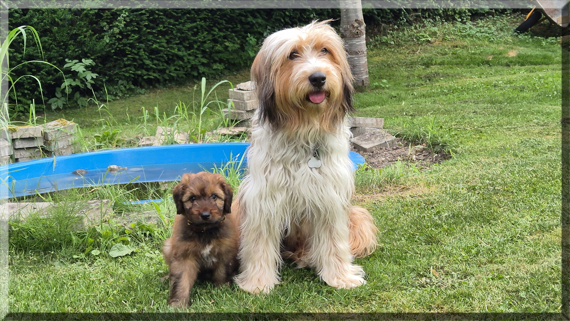 Daffy Dog von der Straubenhalde