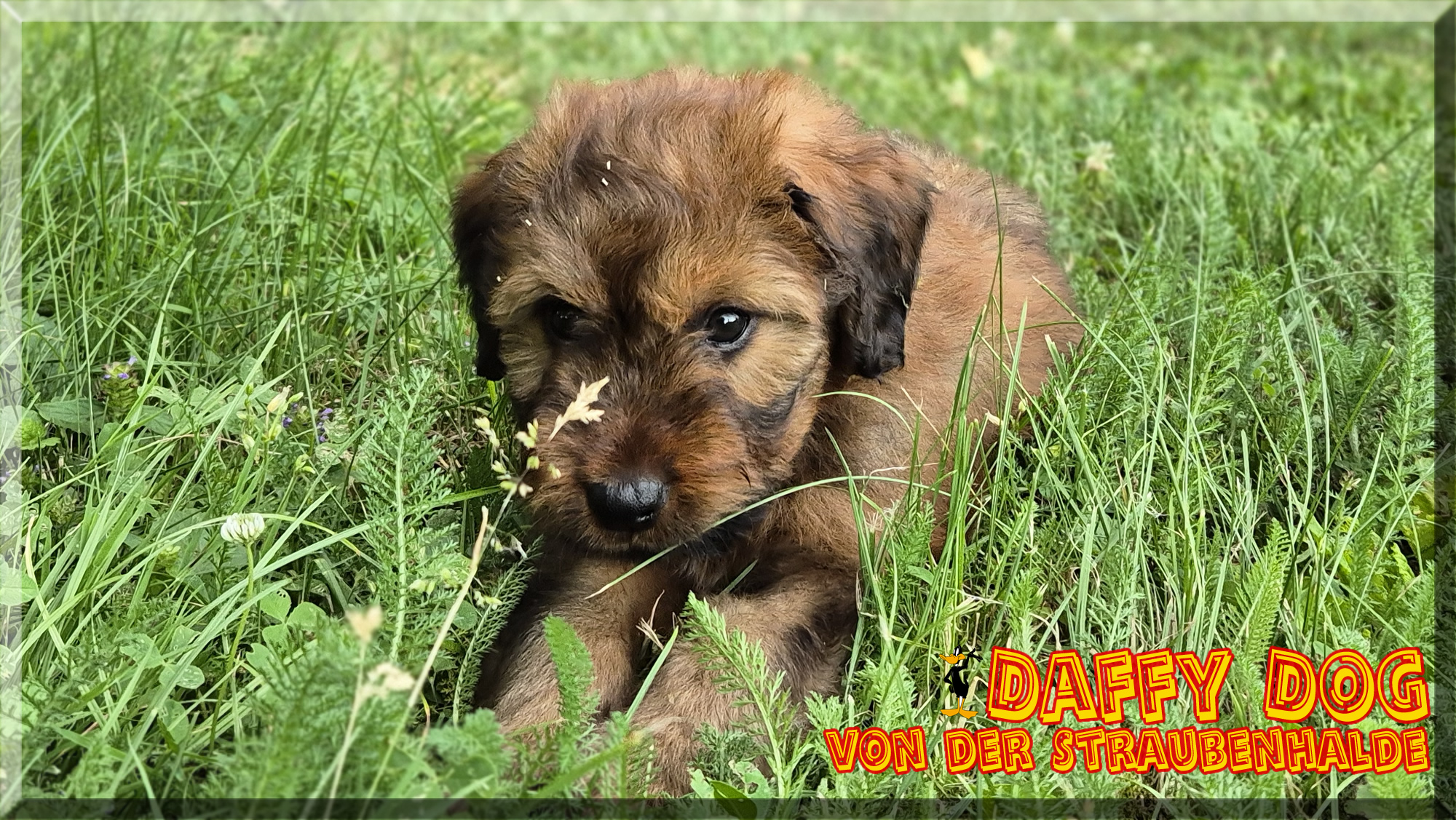 Daffy Dog von der Straubenhalde