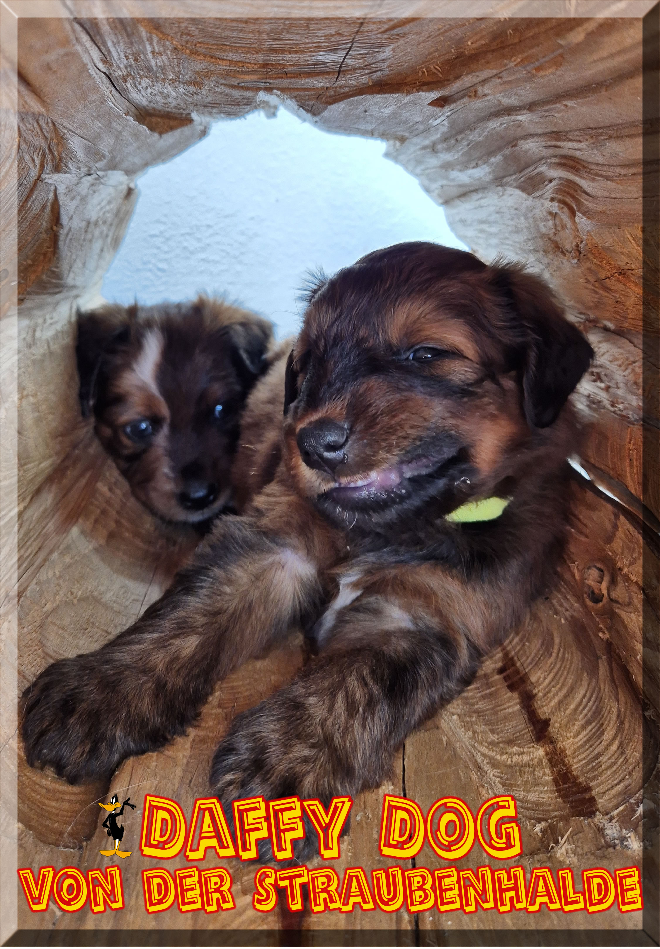 Daffy Dog von der Straubenhalde