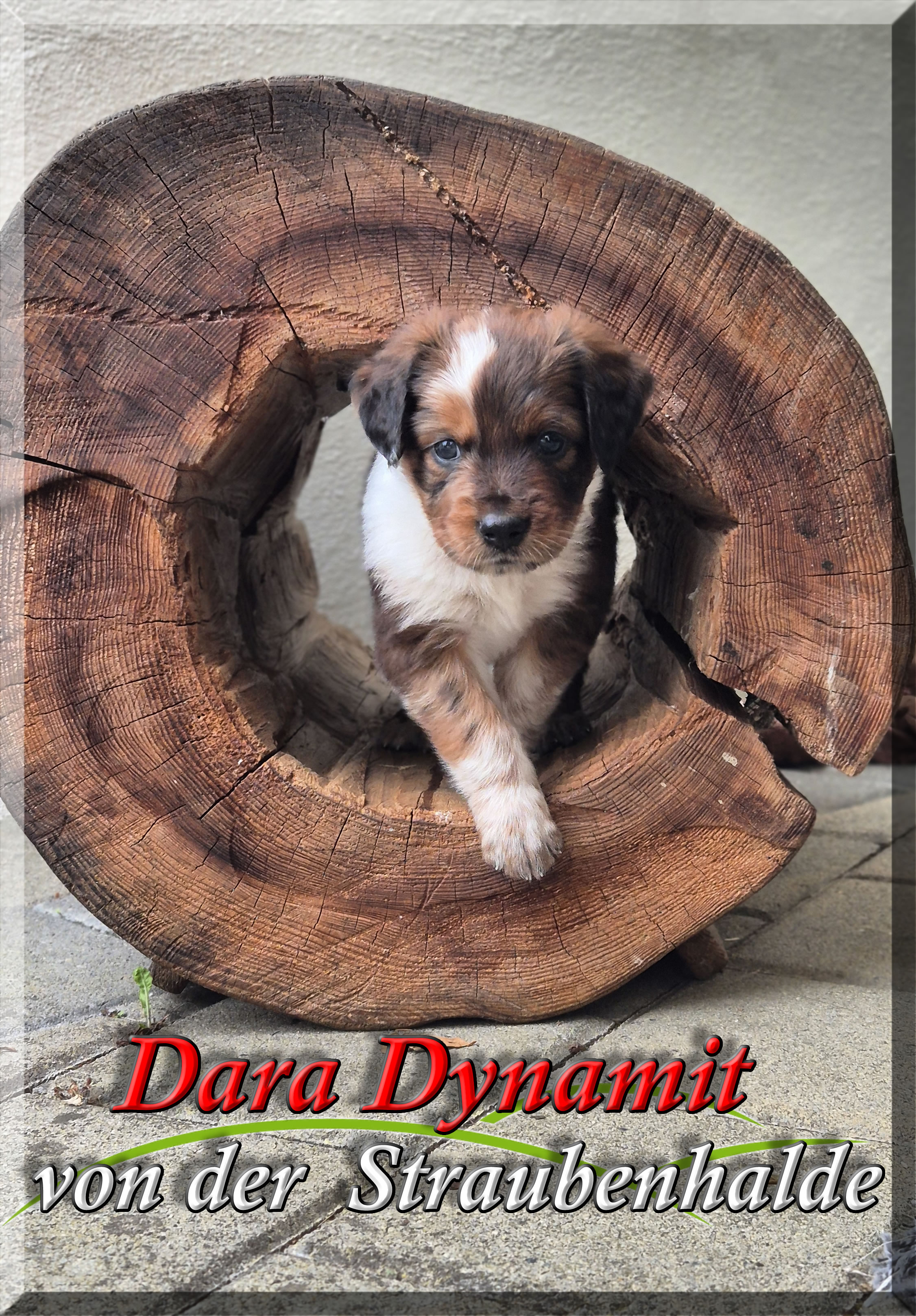 Dara Dynamit von der Straubenhalde